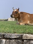 IMG_7220