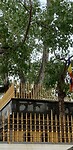 IMG_7353