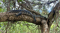 IMG_7534