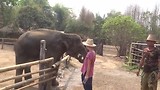 79F Rens voert olifant