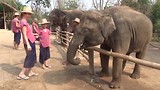 85F Joep voert olifant