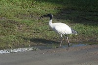 89 ibis voor camper