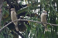 98 kookaburra's in de buurt