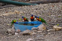 106 lorikeets op de voerplek