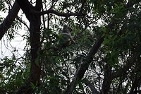 122 eerste vrije koala gespot
