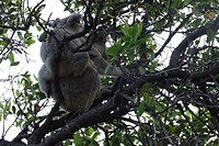 124 moederkoala met kleintje op de rug