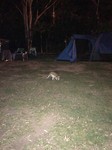 129 kangaroo by night
