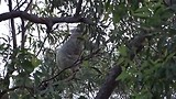 123F wakkere koala in het bos