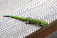 161 gekko's overal in en om het huis