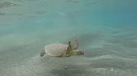 163 schildpad in de oceaan