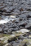 167 rustende schildpadden op Black Sand Beach