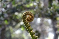 174 knop van een varen in het bos