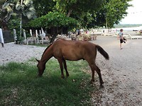 187 paarden los op het strand