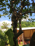 188 leguaan in schooltuin