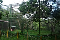 214 verblijf spidermonkeys