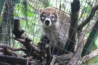coati Petunia