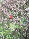 227 tangare -denken we- in nevelwoud Monteverde