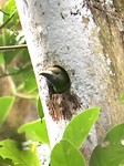 229 baby toekan kijkt uit nest in Monteverde