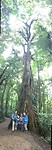 230 een hele grote ficus in Monteverde