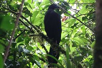 231 grote vogel in Monteverde