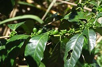 239 arabica koffiebonen