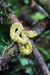 247 kleine pitviper bij Río Celeste
