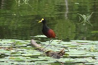 251 Jacana in Caño Negro
