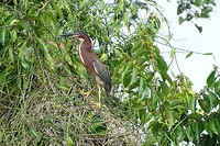 252 groene reiger in Caño Negro