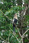 253 Amerikaanse slangenhalsvogel in Caño Negro