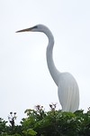 254 grote zilverreiger in Caño Negro