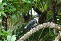 256 groene ijsvogel -vrouwtje- in Caño Negro
