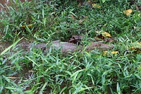 257 brilkaaiman in Caño Negro
