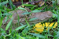 258 kop van brilkaaiman in Caño Negro