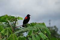 262 epauletspreeuw in Caño Negro