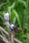263 nog meer vogels in Caño Negro
