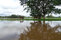 264 paarden grazen in wetlands van Caño Negro