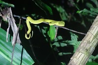 236.1 jonge pitviper op jacht