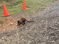 245.1 vrije coati komt fruit eten