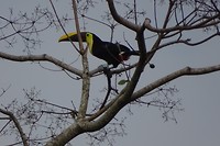 274 wauw een echte zwartsnavel toekan in de boom achter ons huisje