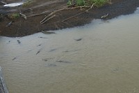 276 heel veel krokodillen in de Tárcoles rivier
