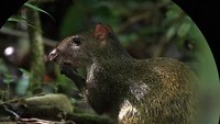 281 etende agouti in NP Manuel Antonio