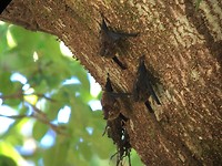 283 insectetende vleermuizen in NP Manuel Antonio