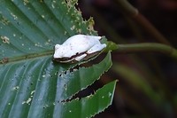 285 dink-frog in NP Manuel Antonio