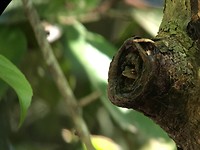 286 boomkikker in NP Manuel Antonio