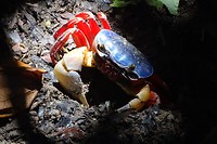 287 boskrab in NP Manuel Antonio