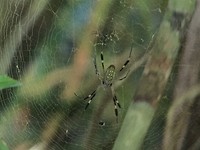 288 grote moeder en piepkleine vader spin in NP Manuel Antonio