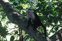 291 white faced capuchin in NP Manuel Antonio
