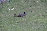 430 chinchilla op het gras van Machu Picchu