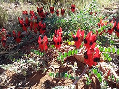 Alice Springs