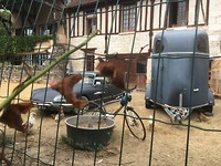 Lekker Frans een DS en kippen in Giverny 😊